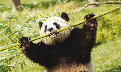 Zooparc de Beauval Foto