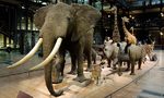 Grande Galerie de l'Évolution - Caravane africaine © MNHN - Patrick Lafaite