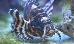 Rascasse volante ocellée © Aquarium Tropical du Palais de la Porte Dorée