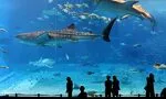 巴黎水族馆 照片