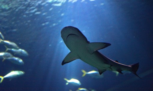 Biglietti per l'Acquario di Parigi, Trocadero Foto