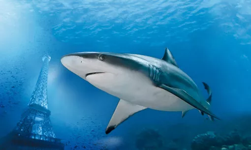 巴黎水族馆 照片