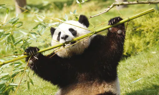 Zoo von Beauval Fotos