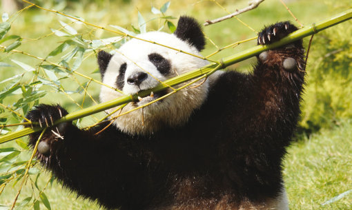 Zoo von Beauval Fotos