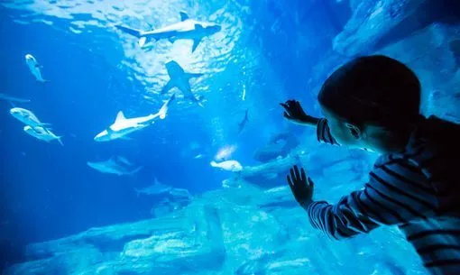 Tickets for the Aquarium of Paris, Trocadero Photos