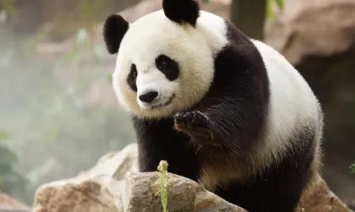 Beauval Zoo Photos