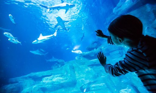 Bilhetes para o Aquário de Paris, Trocadero Fotos