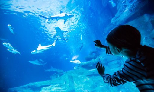 巴黎水族馆 照片