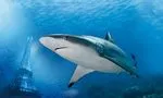 Tickets for the Aquarium of Paris, Trocadero Photos