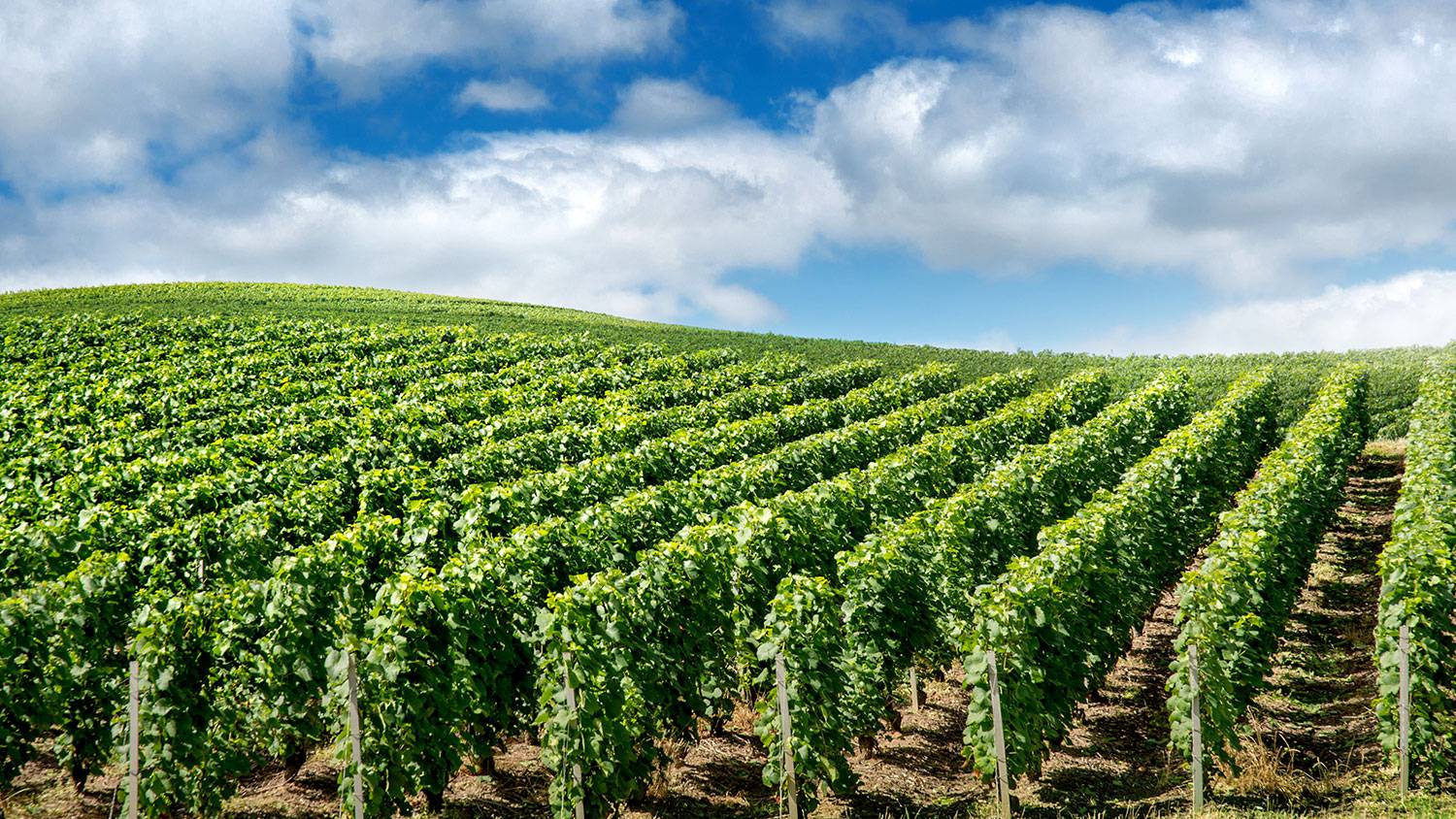 Reims Champagne Fotos 5