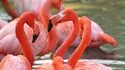 Zooparc de Beauval 照片 6
