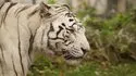 Zooparc de Beauval 照片 5