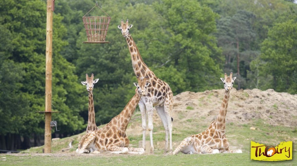 Safari Zoo de Thoiry Fotos 7