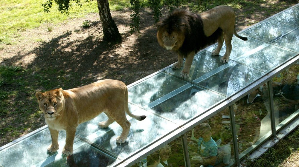 Safari Zoo de Thoiry Fotos 1