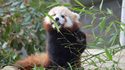 Jardin des plantes - Un panda roux © MNHN  Jérôme Munier