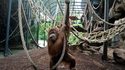 Jardin des plantes - Un orang-outang © MNHN  Jérôme Munier