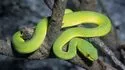 Jardin des plantes - Le vivarium © MNHN  Bernard Faye