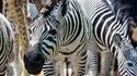 Grande Galerie de l'Evolution - Zèbres de la savane africaine © MNHN - Laurent Bessol