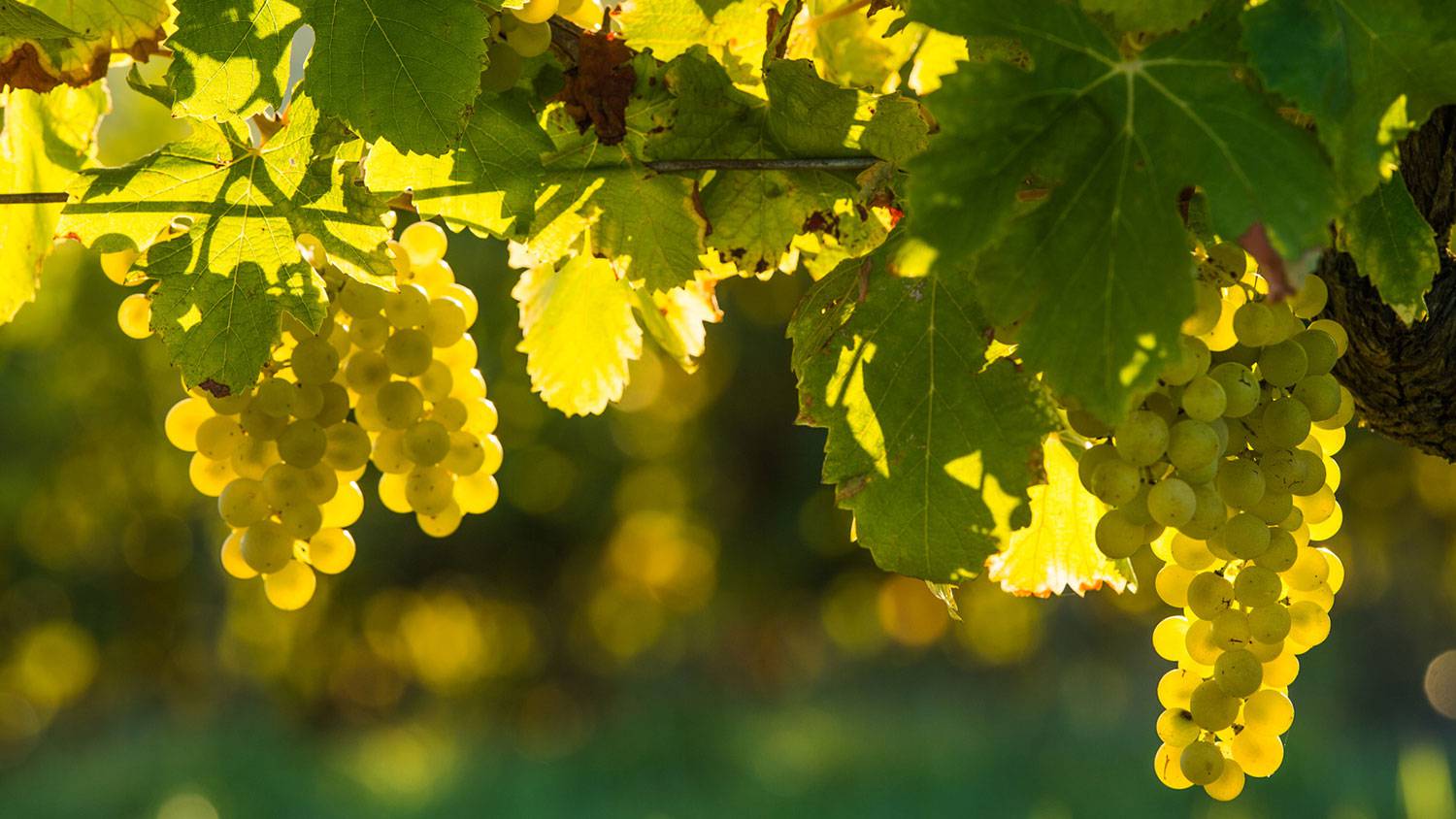 Bordeaux et ses Vignobles Photos 2