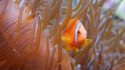 Poisson-clown © Aquarium Tropical du Palais de la Porte Dorée