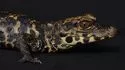 Crocodile nain d'Afrique © Aquarium Tropical du Palais de la Porte Dorée