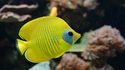 Poisson-papillon jaune © Aquarium Tropical du Palais de la Porte Dorée