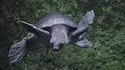 Tortue à nez de cochon © Aquarium Tropical du Palais de la Porte Dorée