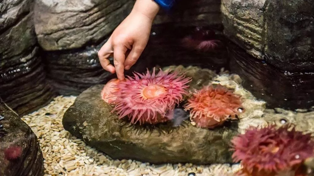 Aquarium Sea Life Paris Val d'Europe à Marne-la-Vallée • Visite et ...