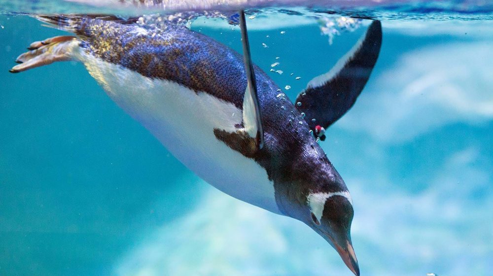 Aquarium Sea Life Paris Val d'Europe à Marne-la-Vallée • Visite et ...