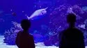 Aquarium Tropical du Palais de la Porte Dorée à Paris