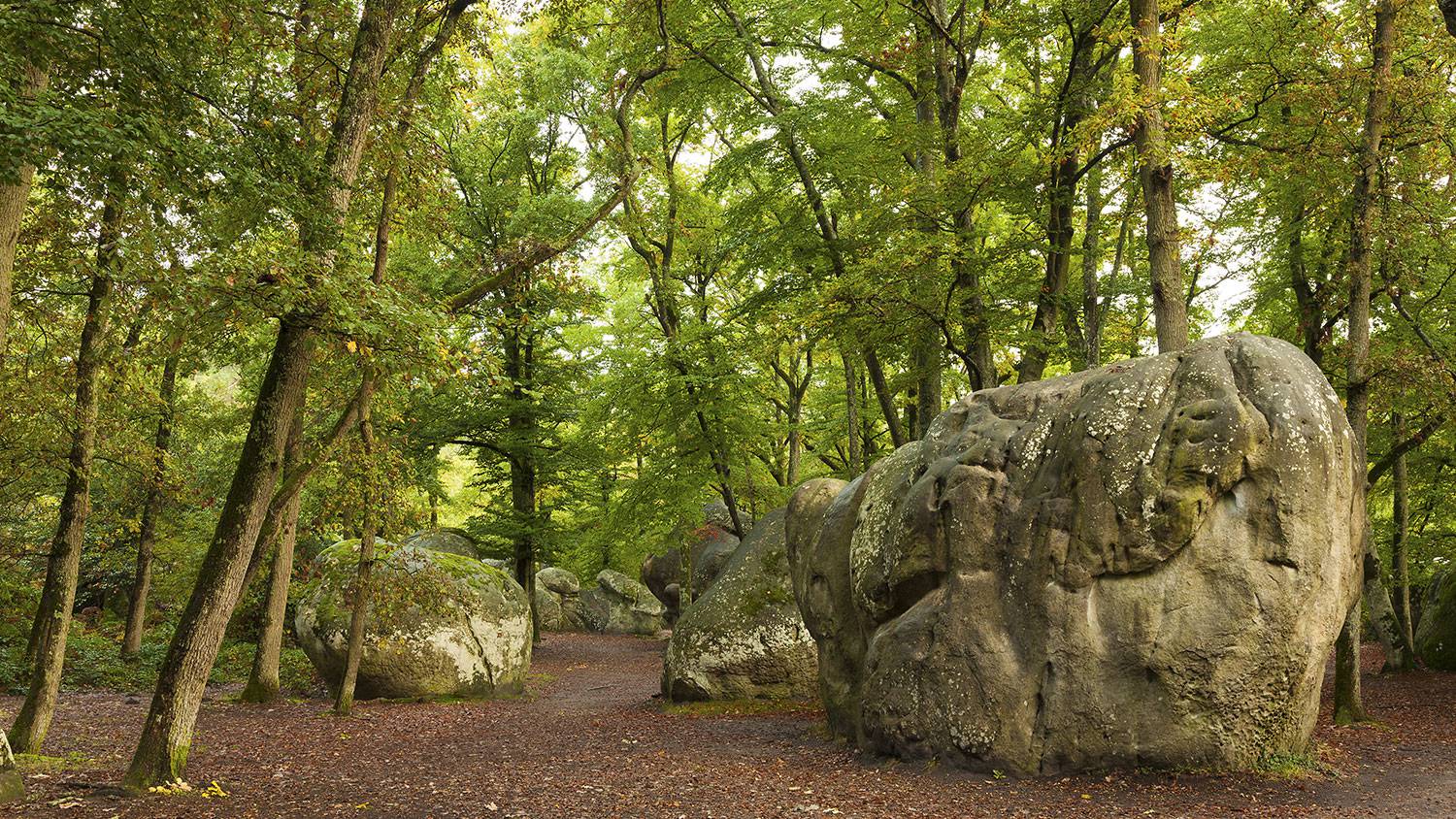 Фонтенбло c русским гидом Фотографии 5