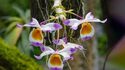 Jardin des Plantes : galeries, jardins, zoo