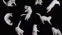 Esposizione "Cani e Gatti"
