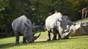 Zooparc de Beauval 照片 9