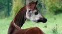 Zooparc de Beauval 照片 13