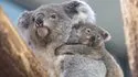 Zooparc de Beauval 照片 14