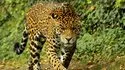 Zooparc de Beauval 照片 15