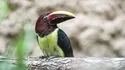 Zooparc de Beauval 照片 16