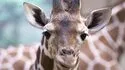 Zooparc de Beauval 照片 18