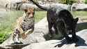 Parrot World - Zoo & Parc Animalier Immersif