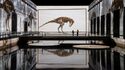 Bassins des Lumières - Tentoonstelling «Dinosaurussen, de Immersieve Ervaring»