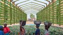 Fondation Cartier pour l’art contemporain - Tentoonstelling «Ibrahim Mahama — De Tijd van de Oogsten»