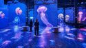 Atelier des Lumières – Ausstellung „Ozeanplanet – Eintauchen in die Tiefen“
