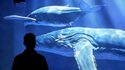 Atelier des Lumières – Ausstellung „Ozeanplanet – Eintauchen in die Tiefen“